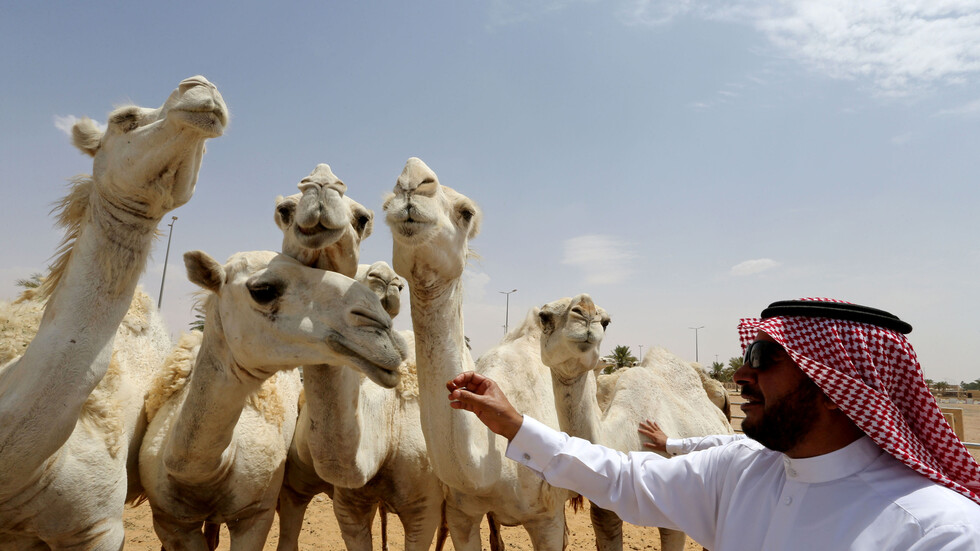 السعودية.. أكبر حملة على مسابقات جمال الإبل لمنع تجميلها بالبوتوكس