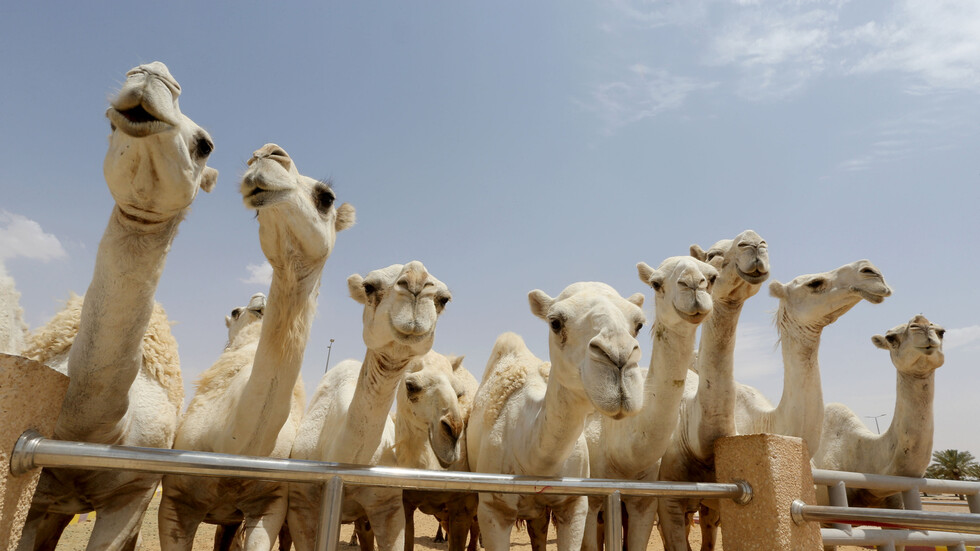 أضخم صفقة في عالم الإبل.. البائع لا ينام الليل