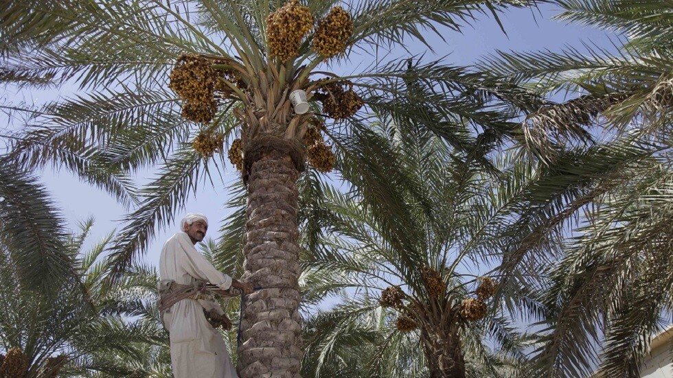 مسؤول: مصر من أكبر منتجي التمور في العالم بـ1.7 مليون طن سنويا