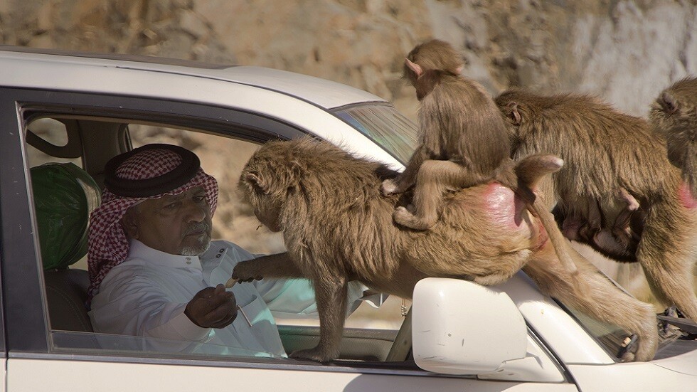 السعودية.. قرد بابون يهاجم مواطنا في الباحة ويصيبه بجروح والأهالي يشتكون