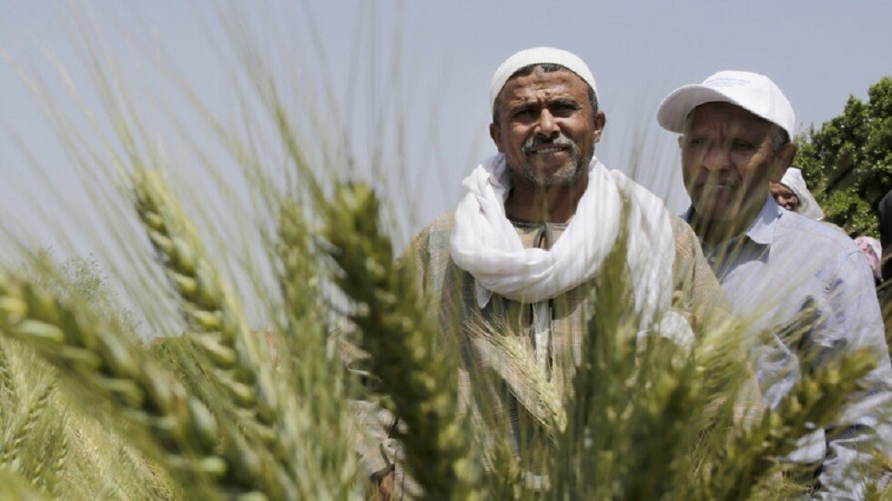 وزير الزراعة المصري: توريد 1.250 مليون طن قمح من الفلاحين حتى الآن