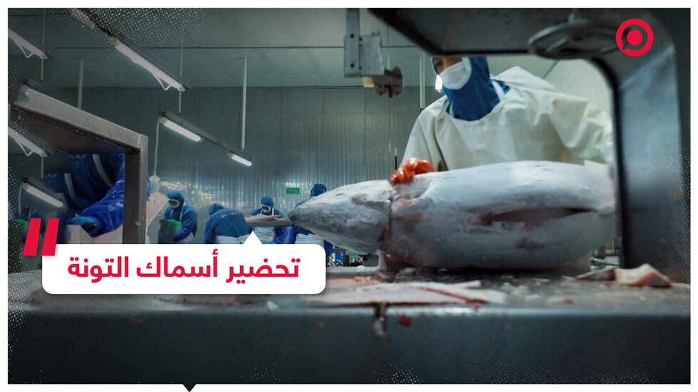 شاهد مراحل تحضير سمك التونة للاستهلاك بعد صيده