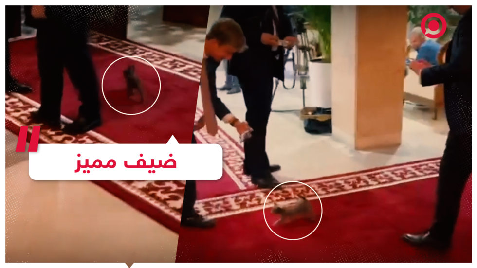 قط صغير يقتحم لقاء رئيسي وزراء روسيا وأرمينيا