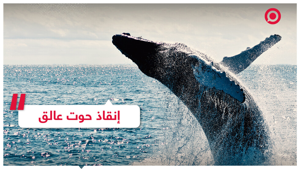 إنقاذ حوت عالق بشباك وعبوات بلاستيكية
