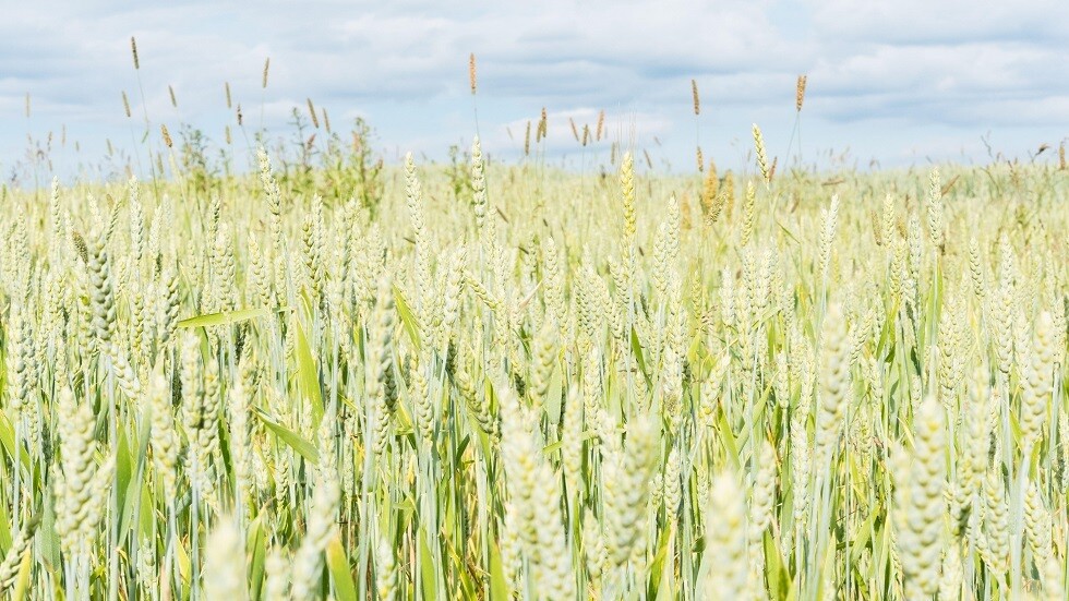 بلومبرج: خروج شركات الحبوب الغربية من السوق الروسية سيعزز النفوذ الجيوسياسي لموسكو