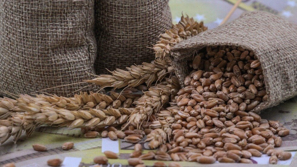 الأمم المتحدة تعترف بأهمية صادرات روسيا الزراعية لضمان الأمن الغذائي العالمي