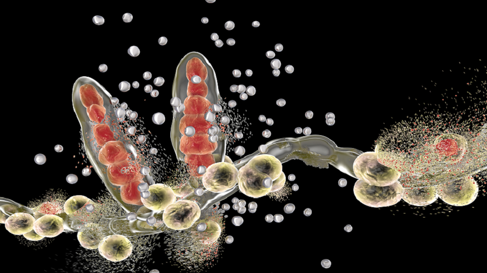 مراكز CDC الأمريكية تحدد أولى حالات الإصابة بالسعفة الشديدة المقاومة للأدوية!