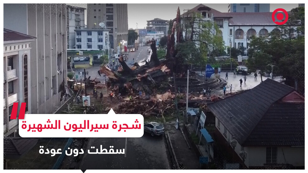 شجرة عملاقة تمثل رمزا وطنيا لسيراليون تدمرها الأمطار الغزيرة