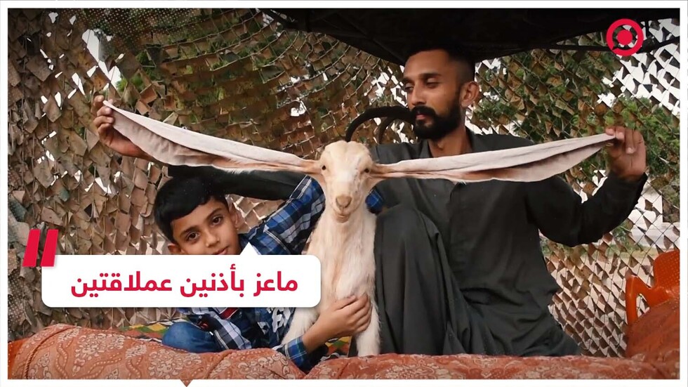 ماعز بأذنين عملاقتين