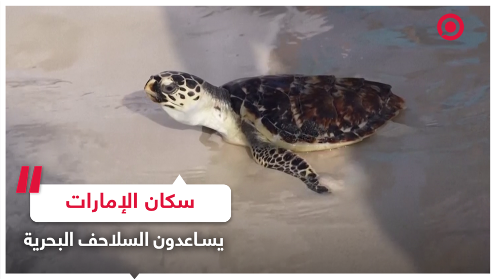 متطوعون إماراتيون يساعدون السلاحف البحرية الوصول للماء