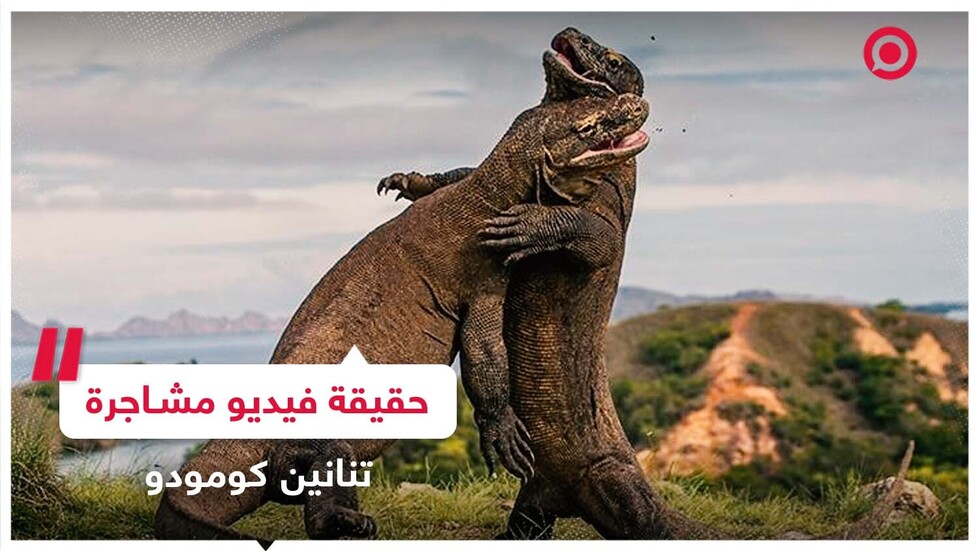 حقيقة فيديو مشاجرة تنانين كومودو في مصر