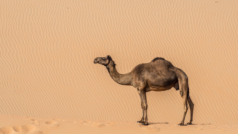كيف تغير الإبل 