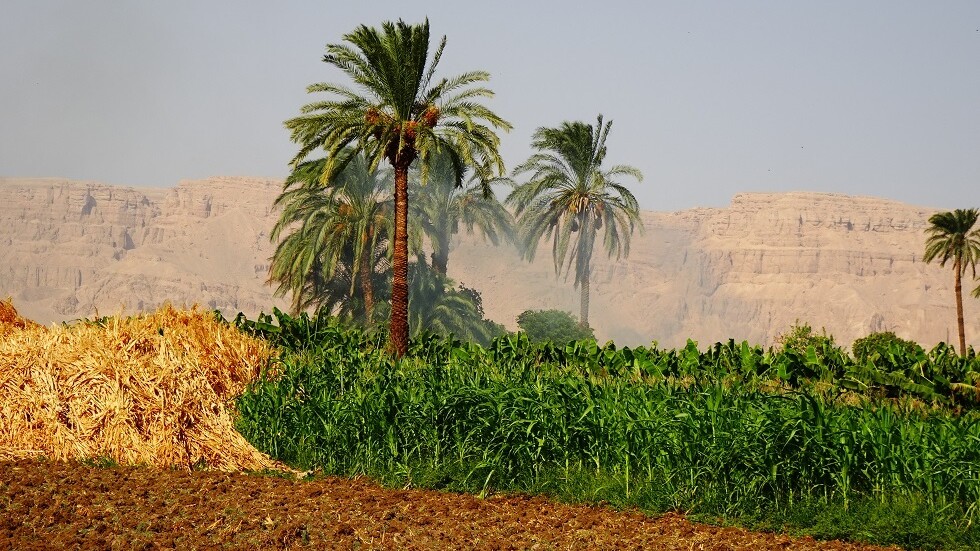 مصر تصدر منتجات زراعية بقيمة 1.5 مليار دولار خلال الربع الأول من العام الحالي
