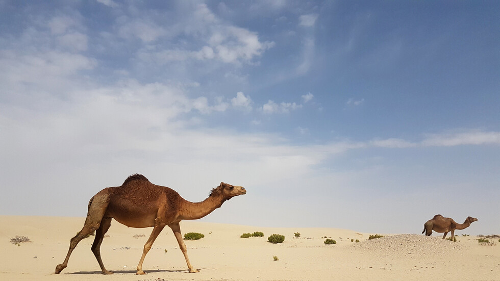 السعودية.. مخالفة بحق "ناقة" تقود مرتكبها إلى السجن(فيديو)