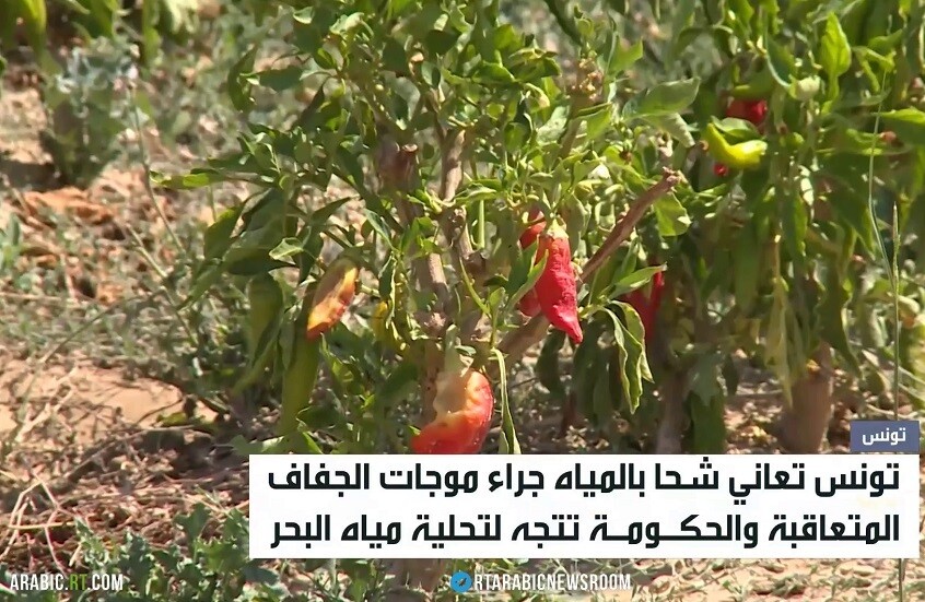 تونس.. شح الأمطار يهدد موسم الفلاحة