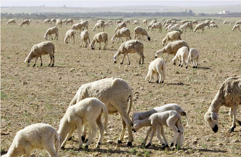 قرار ملك المغرب إلغاء شعيرة الأضحية هذا العام يعود لأسباب اقتصادية