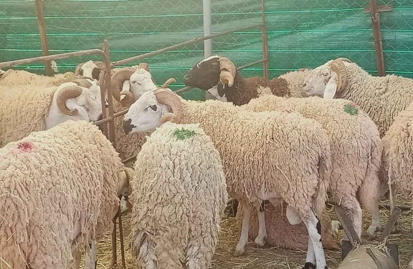 الجزائر تخطط لاستيراد مليون رأس من الماشية استعدادا لعيد الأضحى