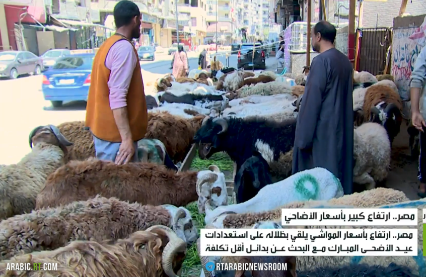 مصر.. ارتفاع كبير بأسعار الأضاحي