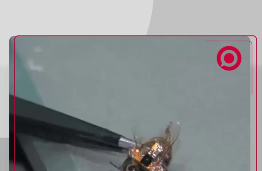 الصين تبتكر روبوت على شكل نحلة "سايبورغ"