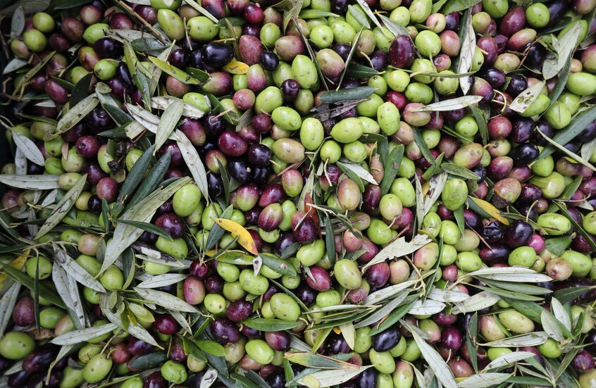 الأردن يفتح باب استيراد زيت الزيتون