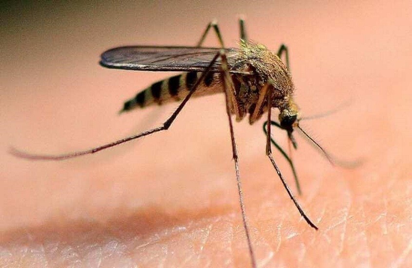 "ماش": 1500 روسي يتواجدون في بؤرة تفشي وباء حمى شيكونغونيا في كوبا