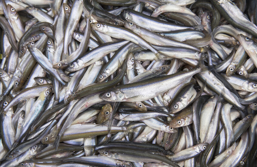 روسيا تفتح باب التقدم للحصول على حصص الصيد في المياه المغربية
