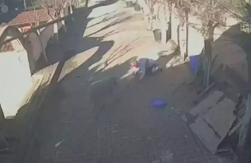 حادثة صادمة في إسطنبول.. كبش شرس يهاجم صاحبه لعدة دقائق وعدسات الكاميرا توثق الواقعة (فيديو)