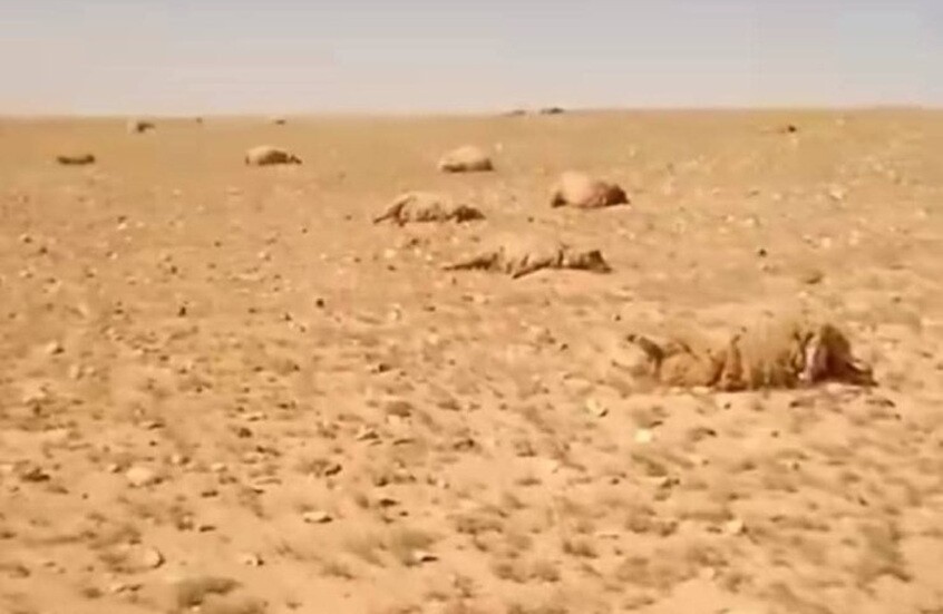 نفوق مئات الأغنام في بادية تدمر بسبب نبتة سامة