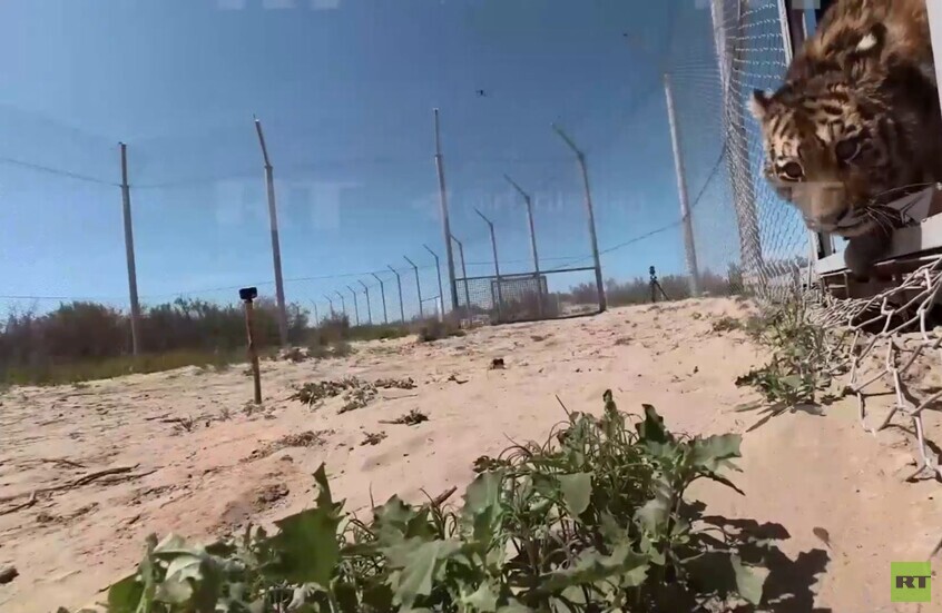 روسيا تهدي نمور آمور لكازاخستان في إطار زيارة الرئيس الروسي فلاديمير بوتين