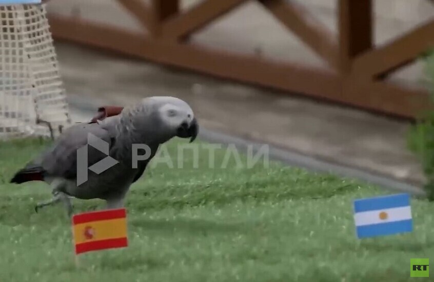 بخلاف القط بيلي!.. الغابة تصدر حكمها أيضا على نهائي مونديال 2026 (فيديو)