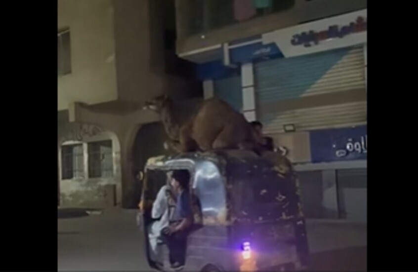 "يا مصر بتعمليها إزاي!".. فيديو طريف لعملية نقل جمل بطريقة غريبة