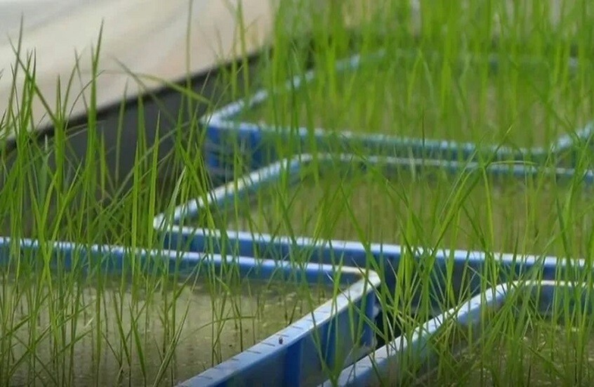 أرز الفضاء الصيني يصل إلى مرحلة الحصاد بعد تجربة "من بذرة إلى بذرة"