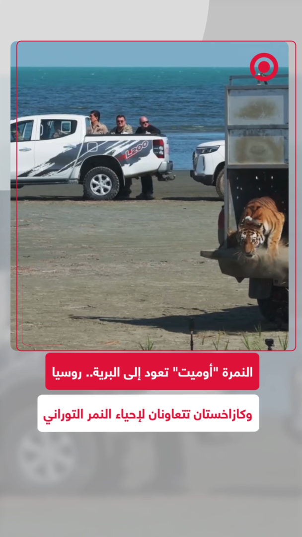 روسيا وكازاخستان تتعاونان لإعادة إحياء النمر التوراني