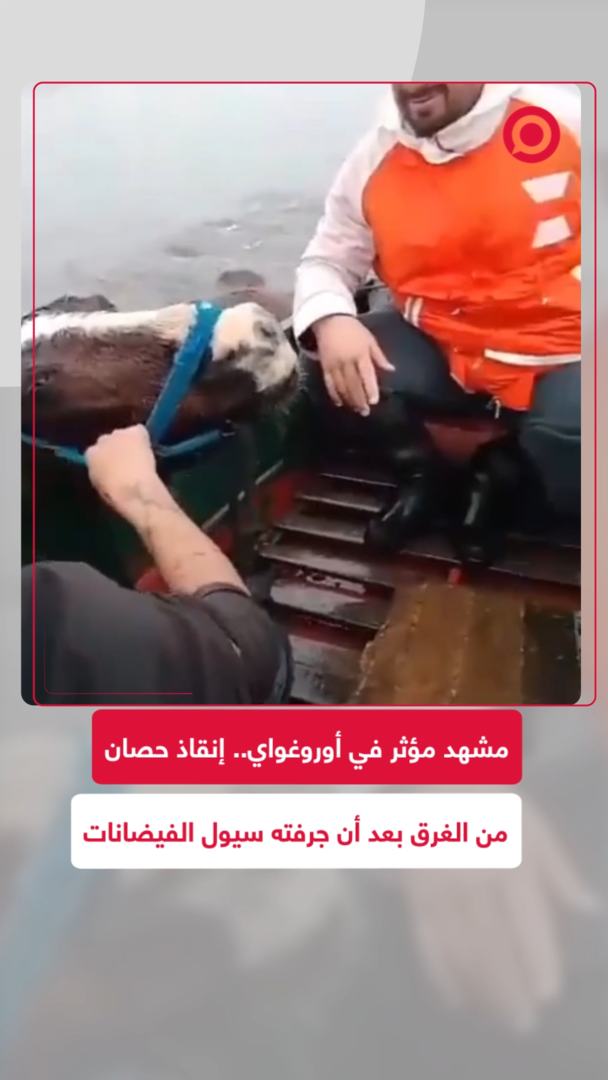 إنقاذ حصان من الغرق بعد أن جرفته سيول الفيضانات
