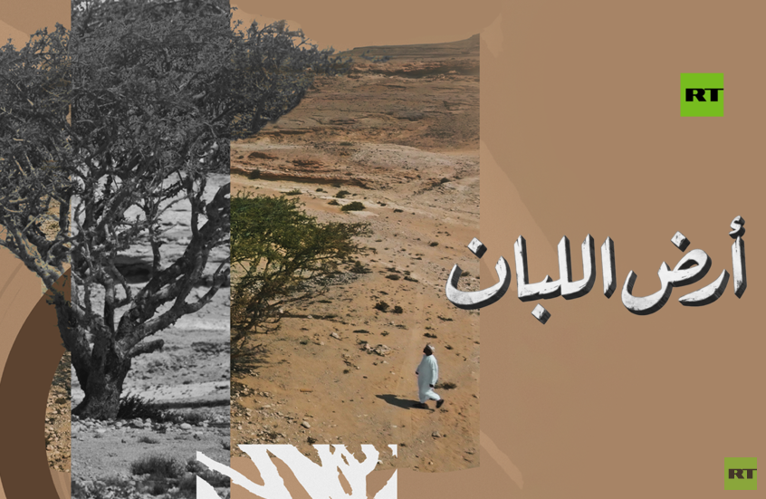 "أرض اللبان" في مهرجان قازان.. رحلة سينمائية تكشف أسرار الشجرة العمانية الأسطورية
