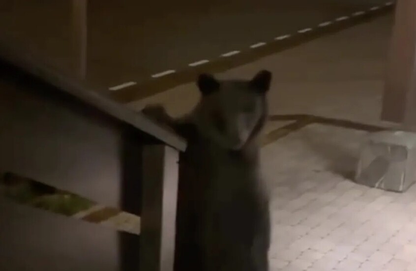 دبّ بني يقتحم فندقا فاخرا في سوتشي الروسية (فيديو)