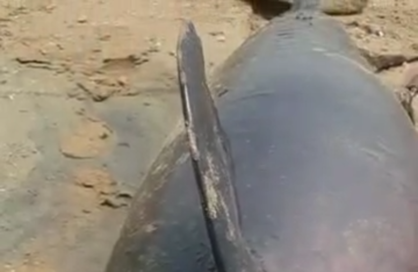 شاهد.. العثور على جثة غريبة جرفتها المياه من مضيق هرمز