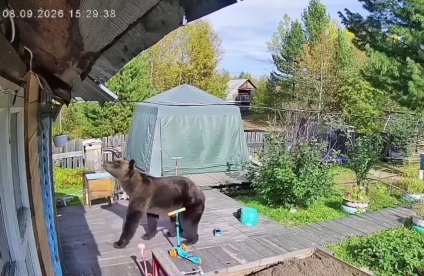 شاهد.. دب يطرق باب المنزل في مقاطعة روسية