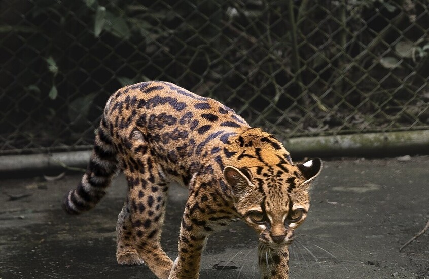 صورة كاملة للجسم والوجه لـLeopardus Tilcayo في محمية لا سيندا فيردي، بوليفيا