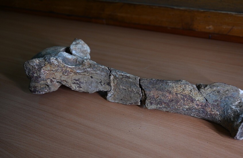 عظام وحيد القرن السيبيري