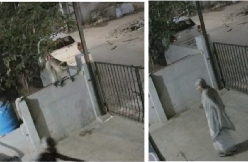 مسنة هندية