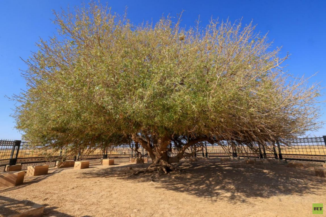 الأردن یطور مواقع سیاحیه.. ما قصه الشجره المبارکه؟