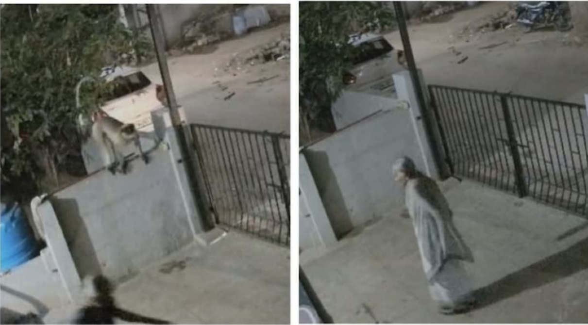 وفاة مسنة هندية بعد هجوم قرد عليها في منزلها