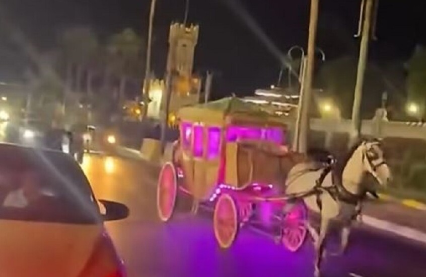 مصر.. حصان يهرب بعروسين وينقلب في مشهد غير متوقع