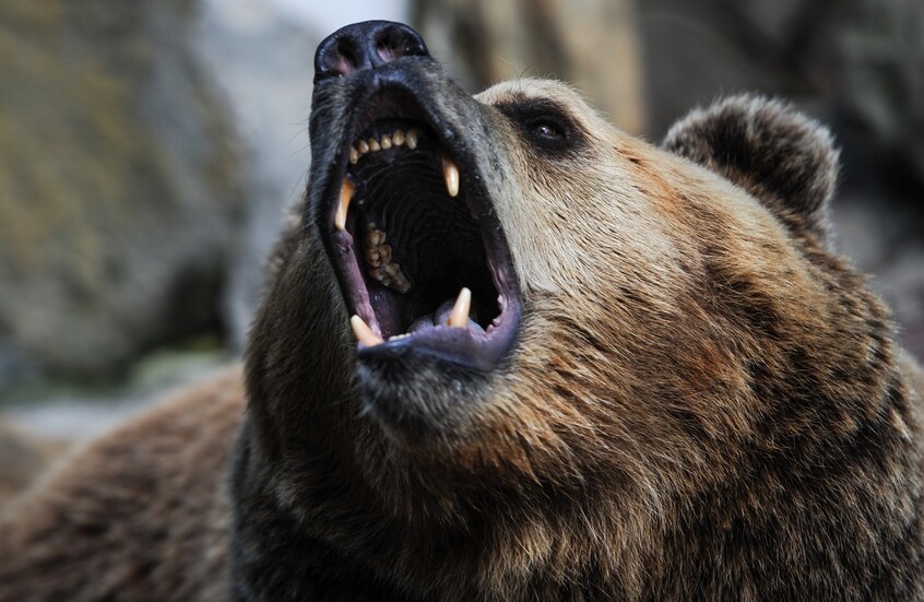 دب، صورة أرشيفية / Sputnik