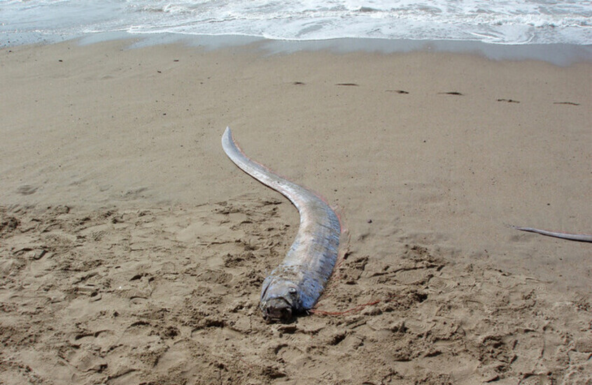 سمكة المجداف العملاقة والنافقة (Giant Oarfish) ملقاة على رمال أحد الشواطئ بعد أن جرفتها الأمواج