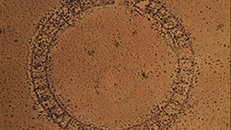 صورة الخبر
