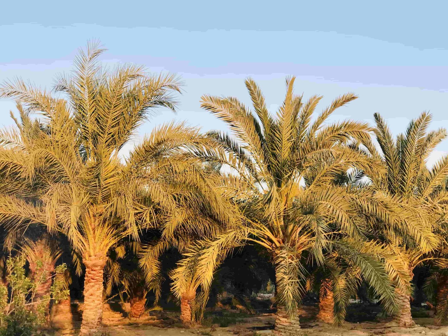 ريادة مصر في إنتاج التمور عالمياً: كيف تحول دراسات الجدوى وفرة الإنتاج إلى عوائد تصديرية كبرى؟